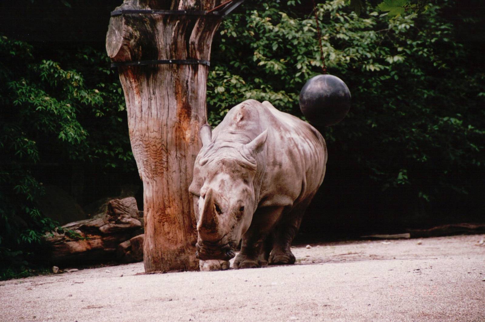 Osnabrück Zoo 2002 - White Rhinoceros