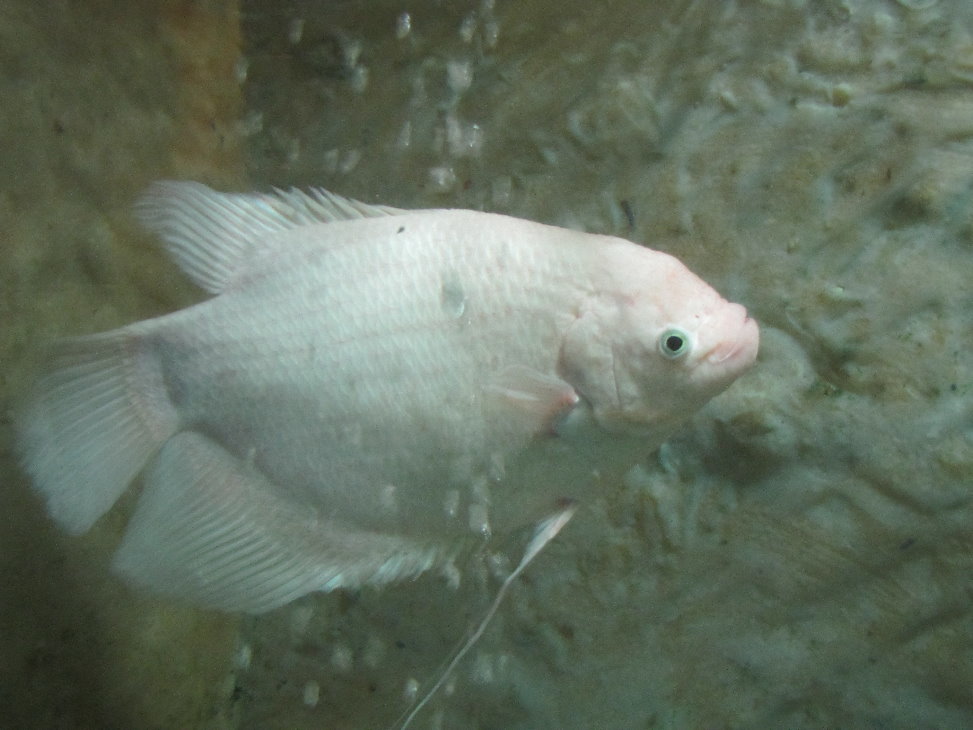 Osphronemus goramy(tehran zoo)