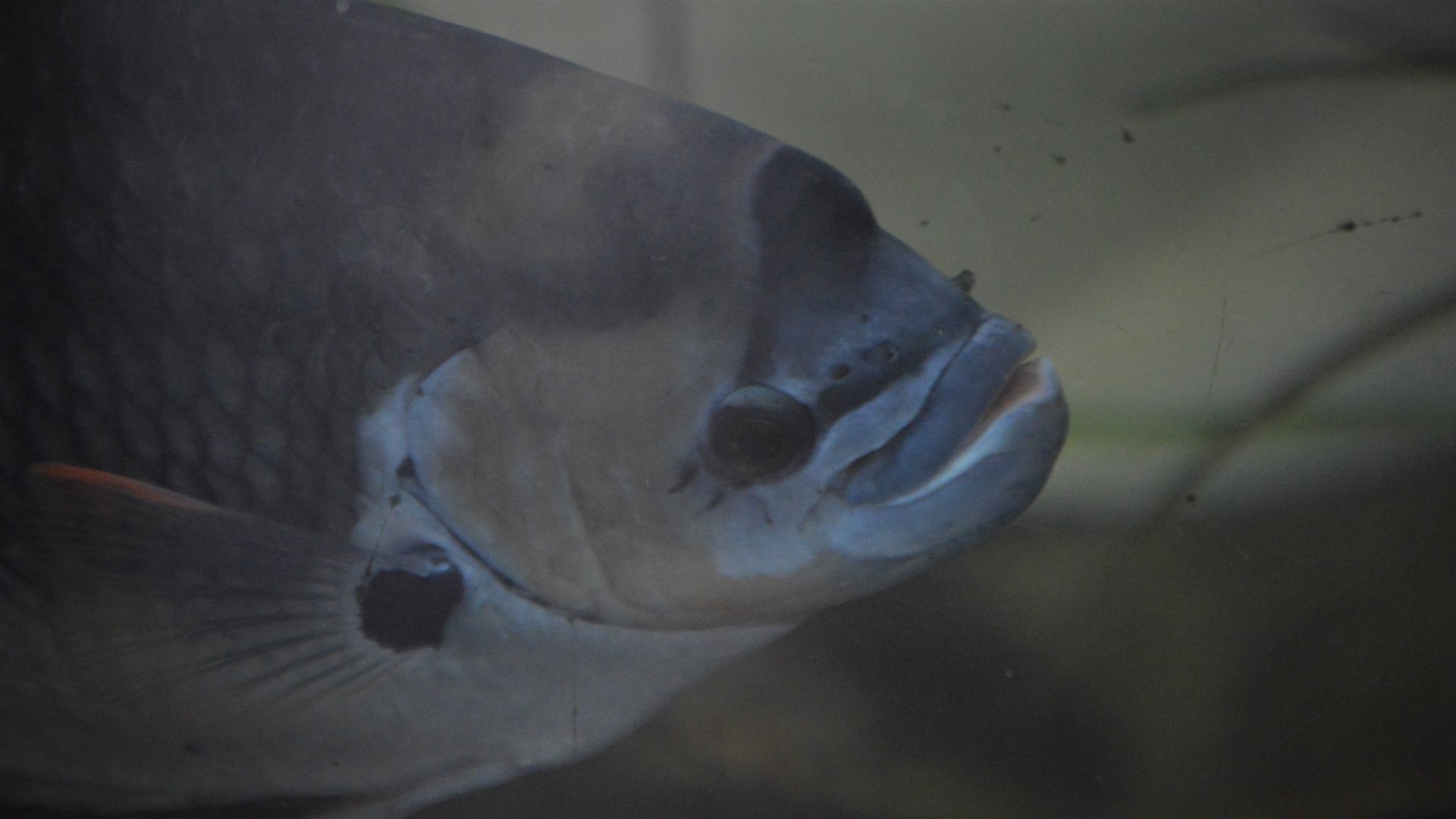 Osphronemus laticlavius