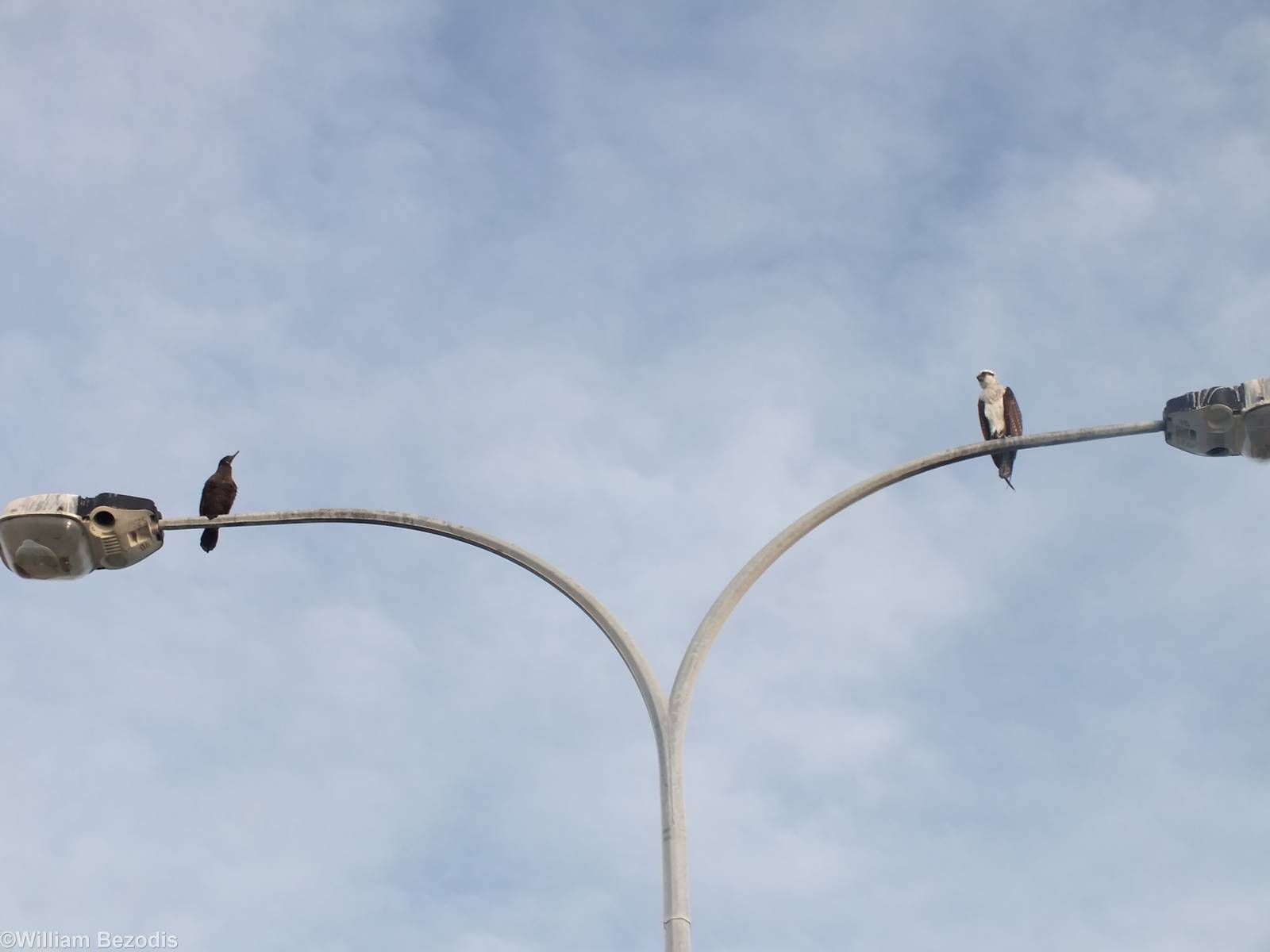 Osprey and Cormorant on a Lamp Post - 2013