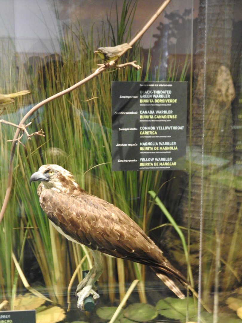 Osprey and Songbird Replica