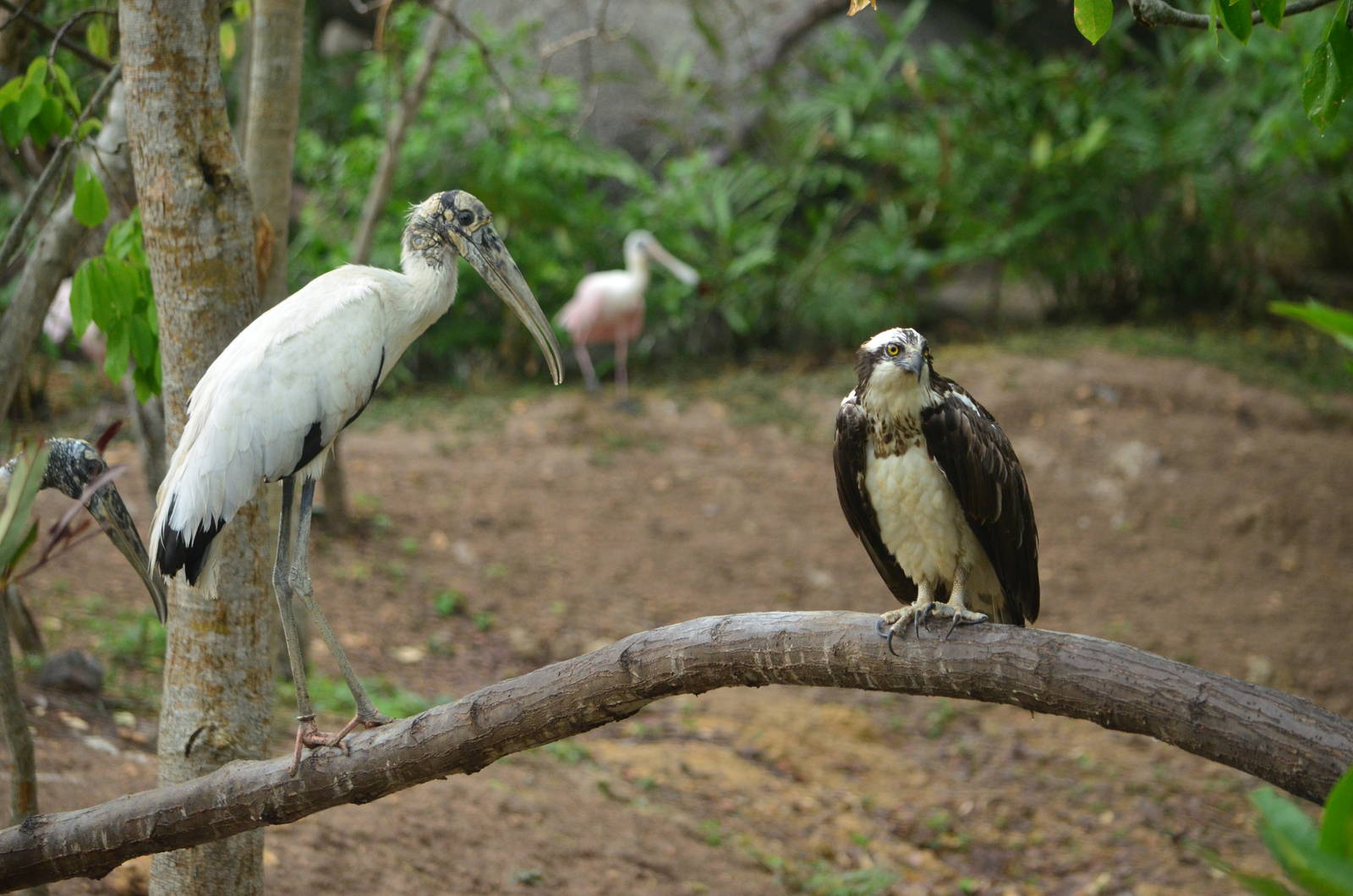 Osprey and wood stork