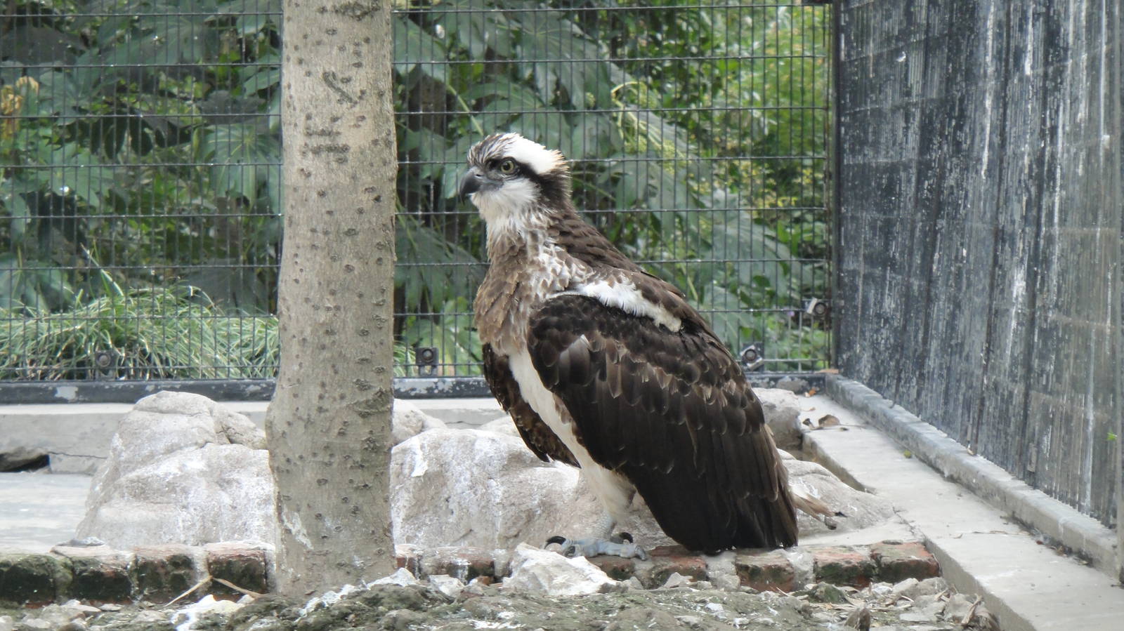 Osprey at Shanghai zoo 2014-4-3