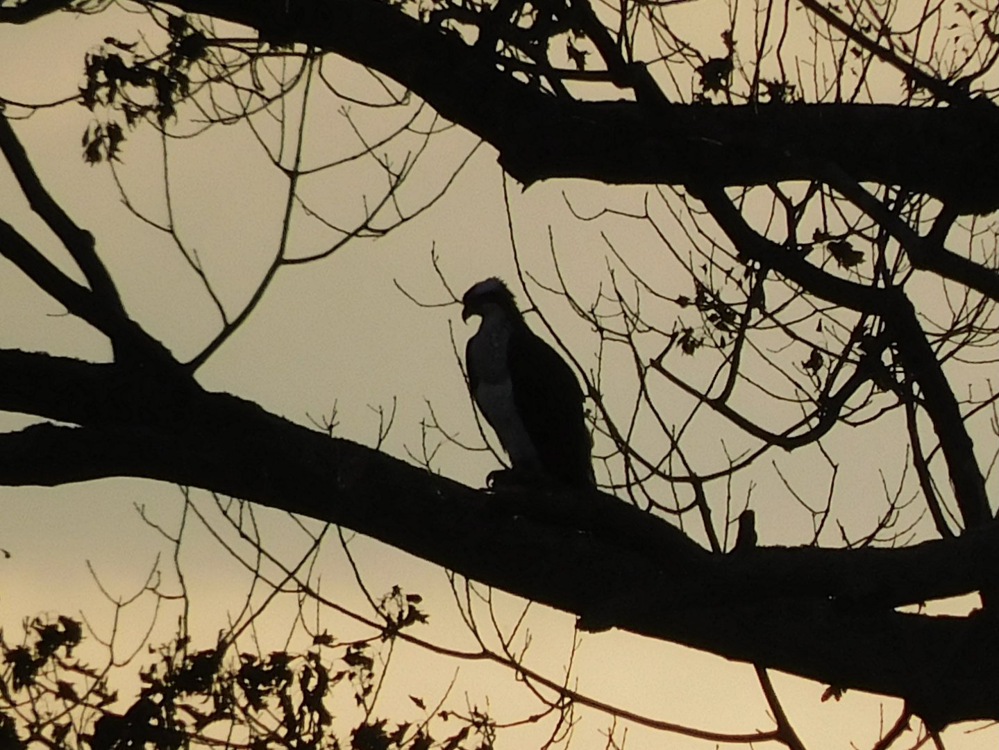 Osprey at sunset