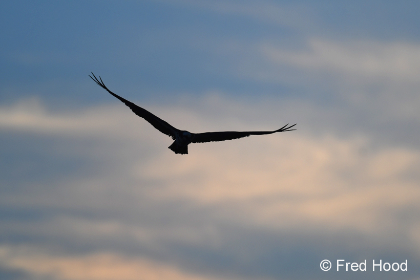 osprey at sunset