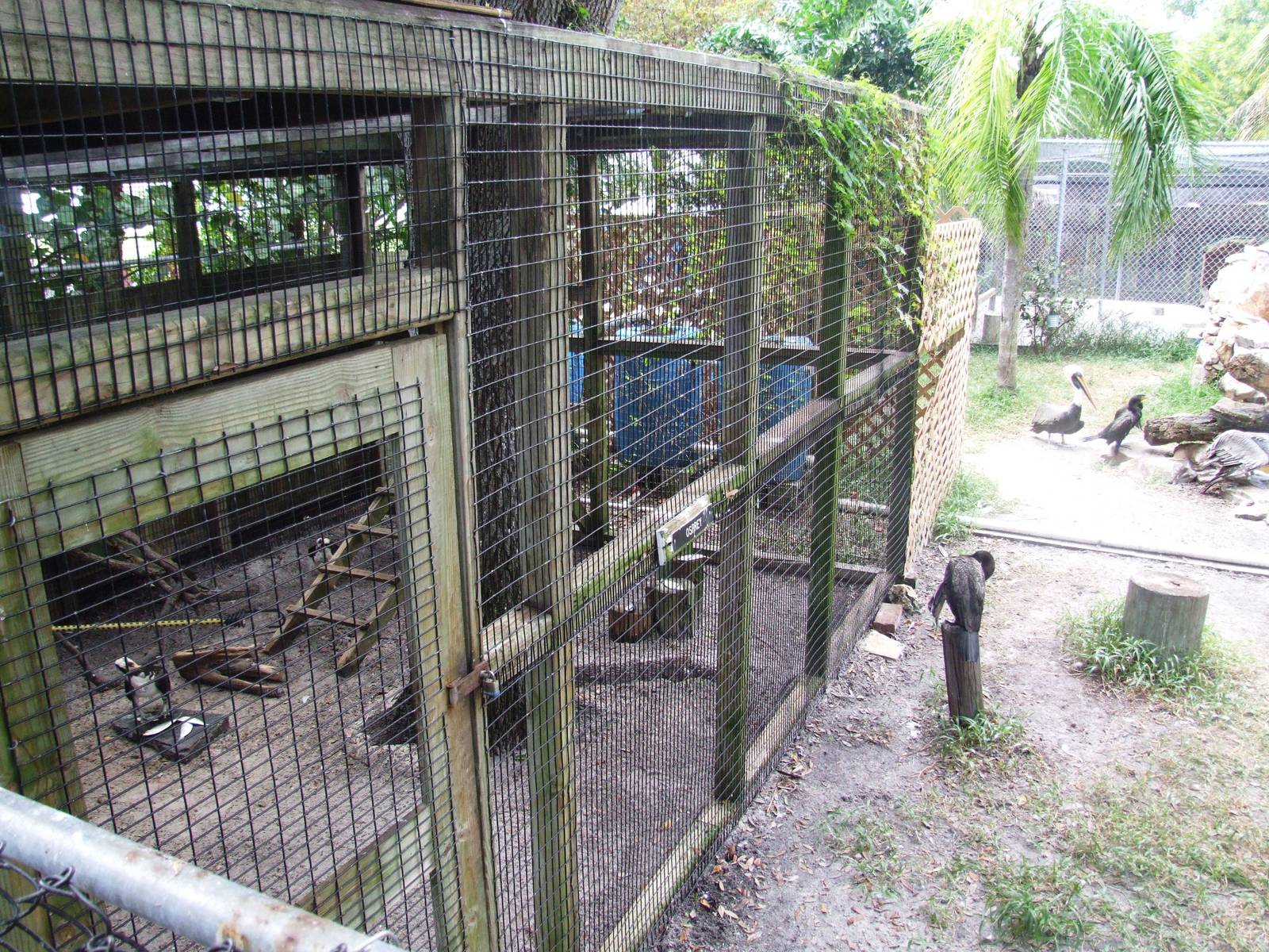 Osprey Aviary at Peace River Wildlife Centre, 09/10/13
