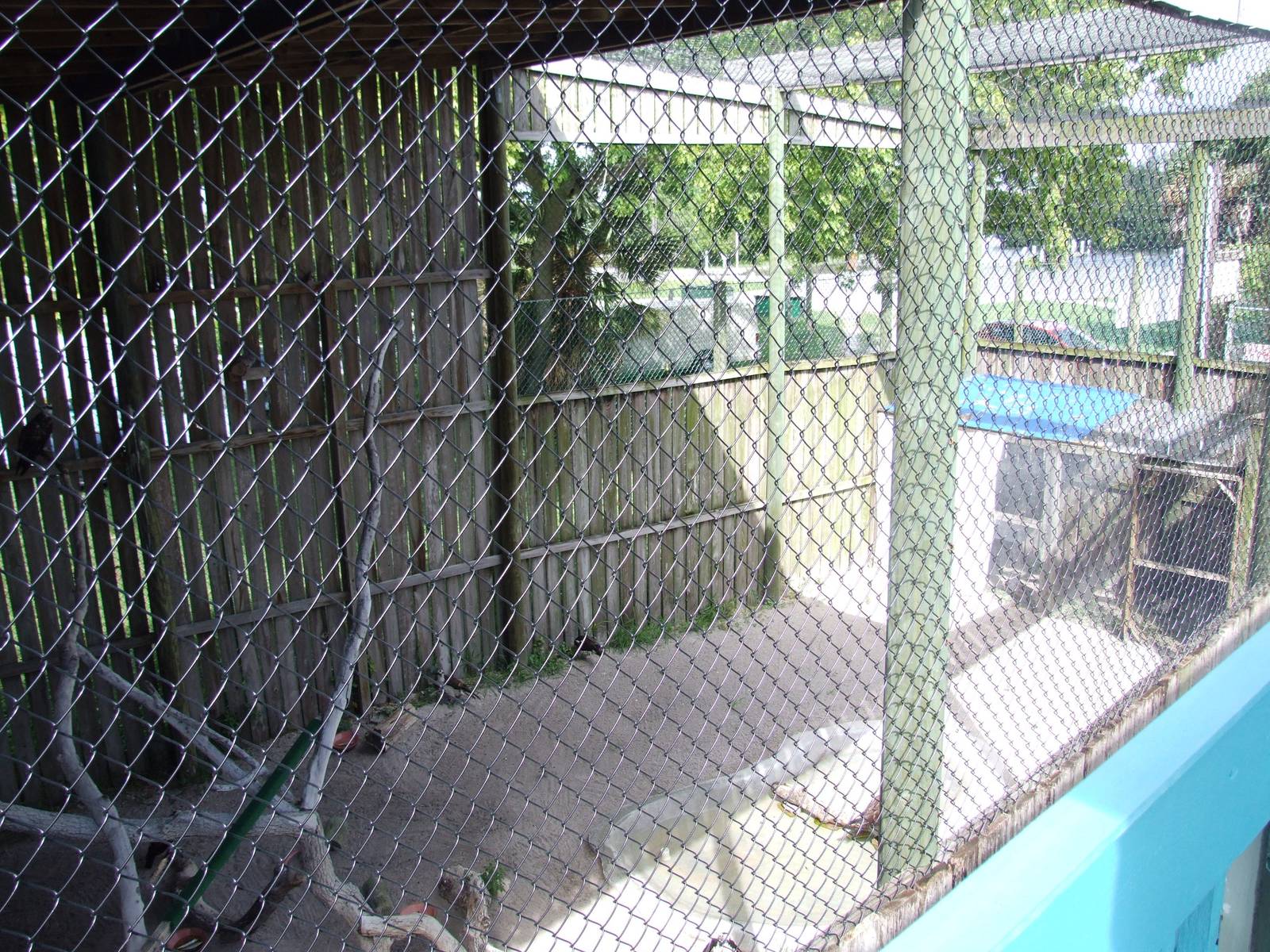 Osprey Aviary at Save our Seabirds, 07/10/13