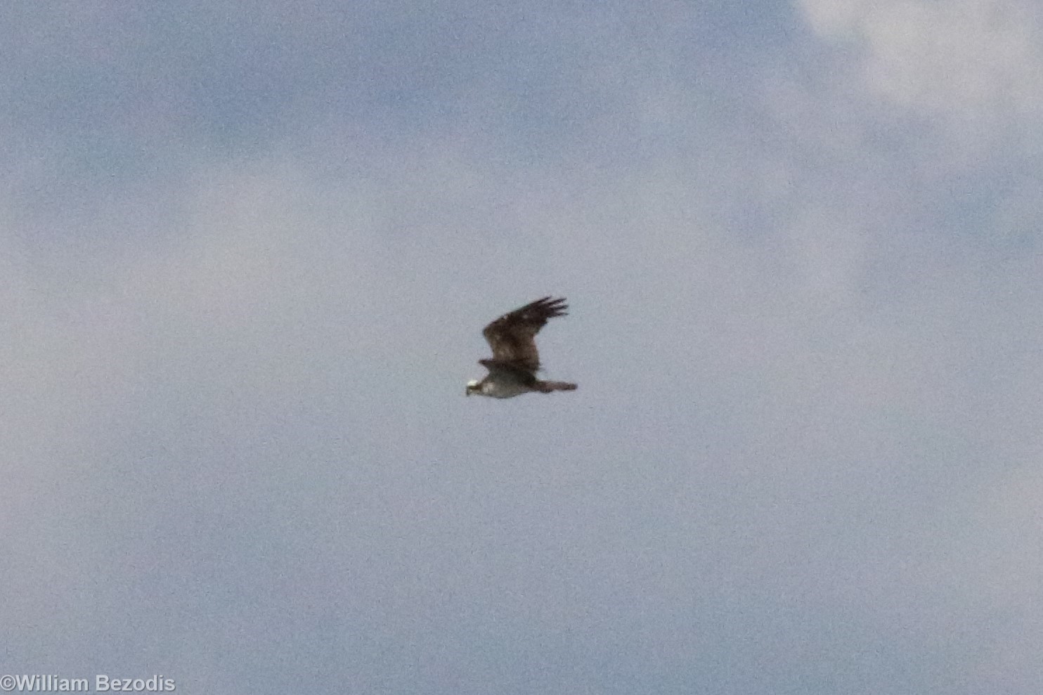 Osprey - Bang Pra Non-hunting Area