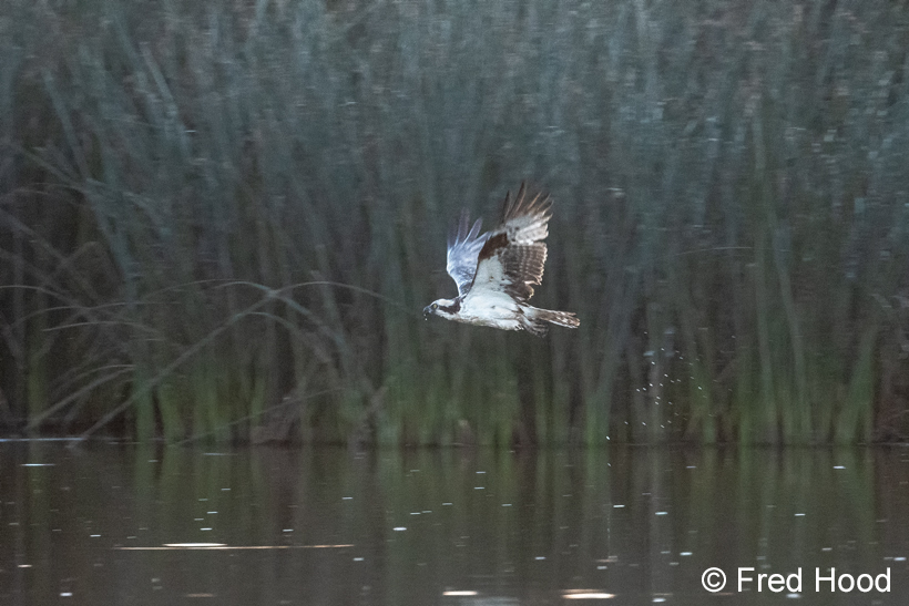 osprey hunting in pond