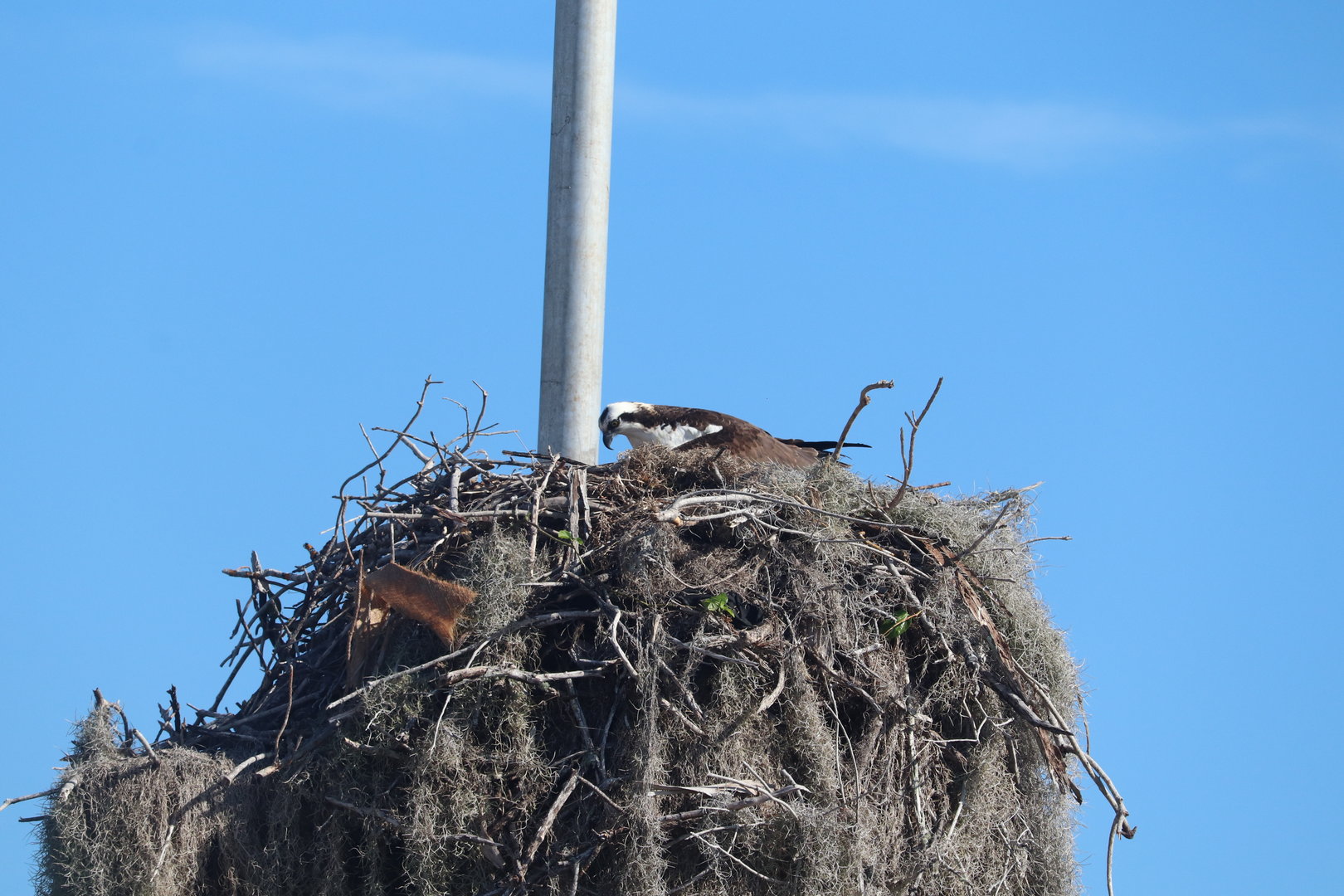 Osprey In Its Nest