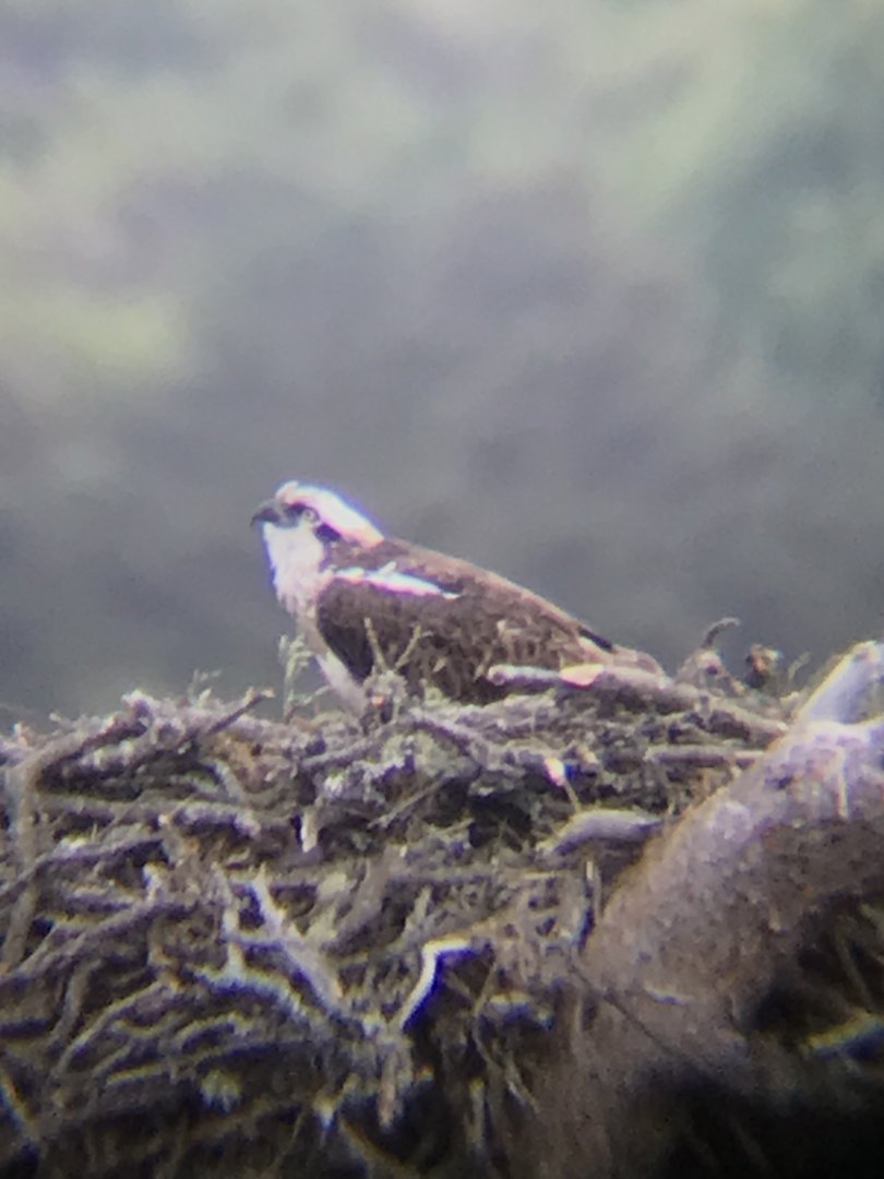 Osprey (Loch of the Lowes nature reserve)