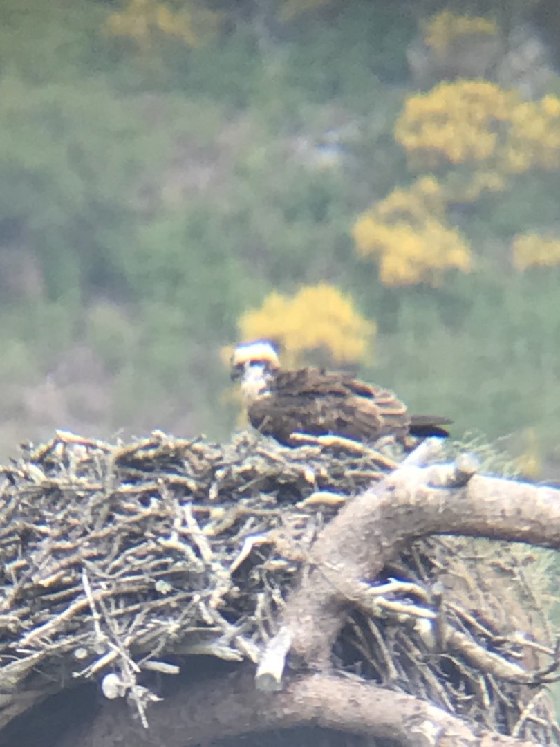 Osprey (Loch of the Lowes nature reserve)