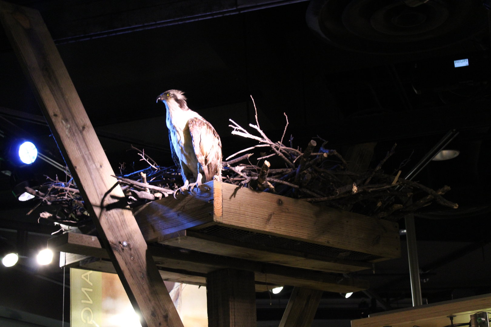 Osprey Mount (Pandion haliaetus)