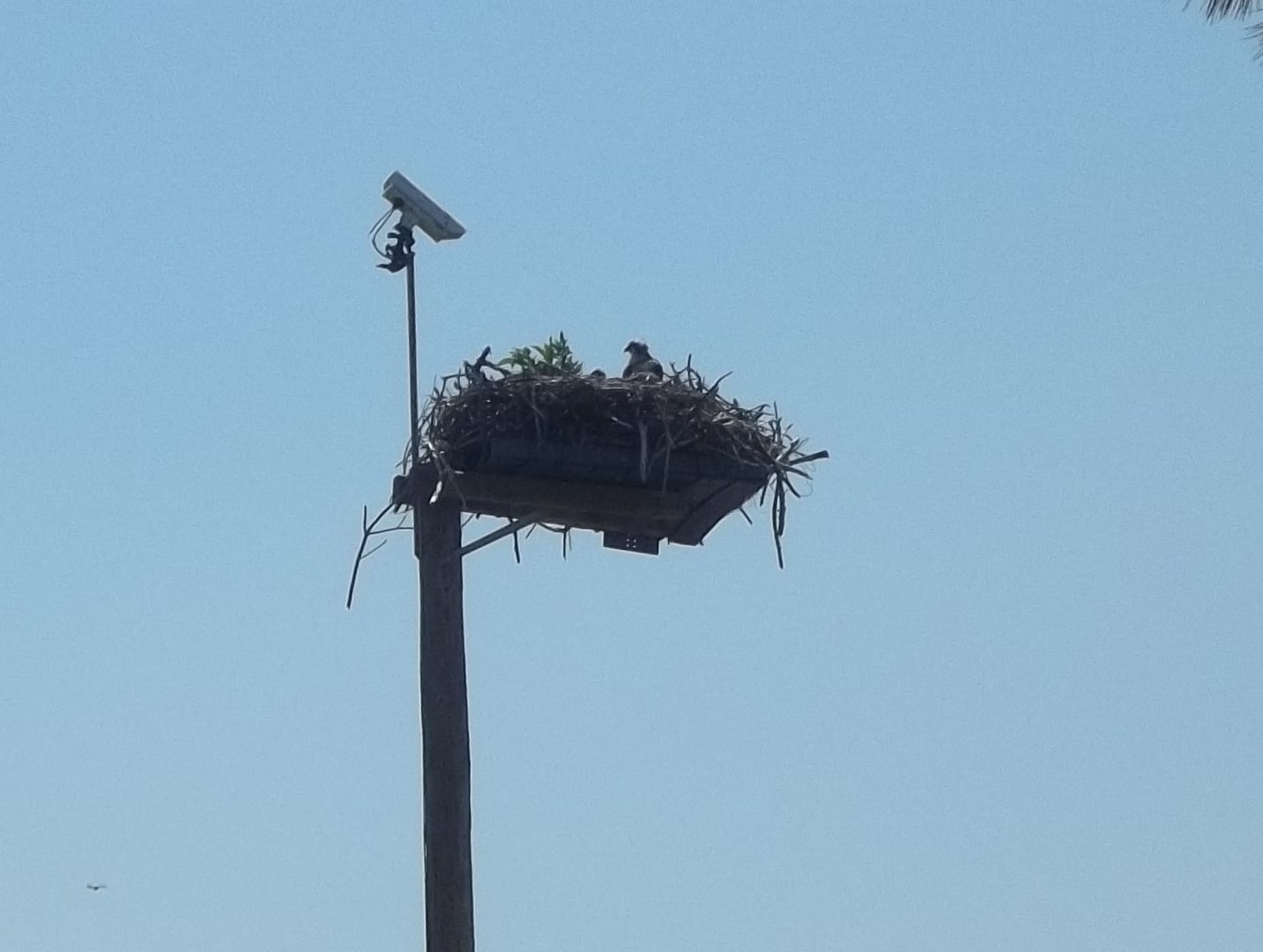 Osprey Nest Platform