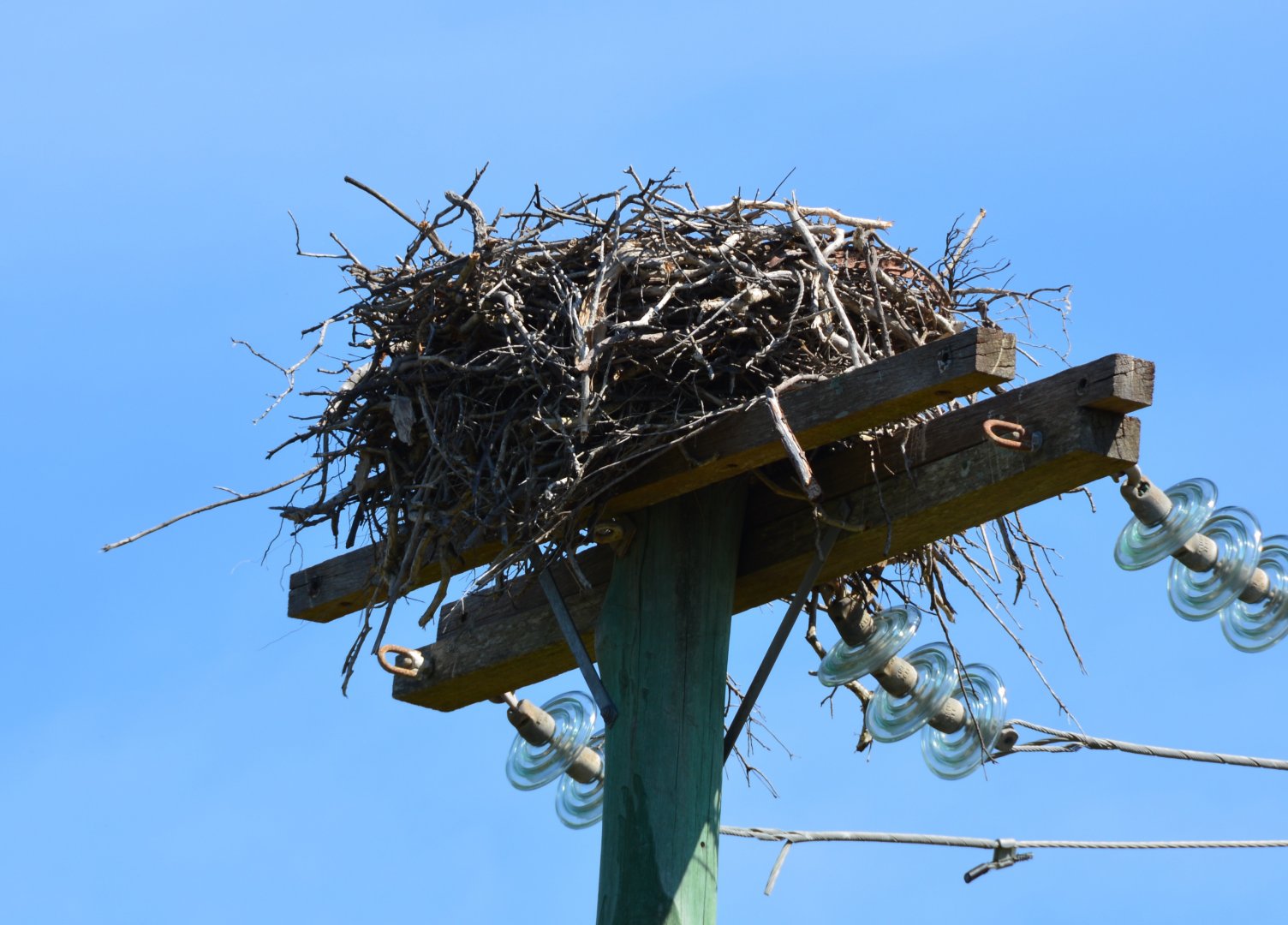 Osprey nest