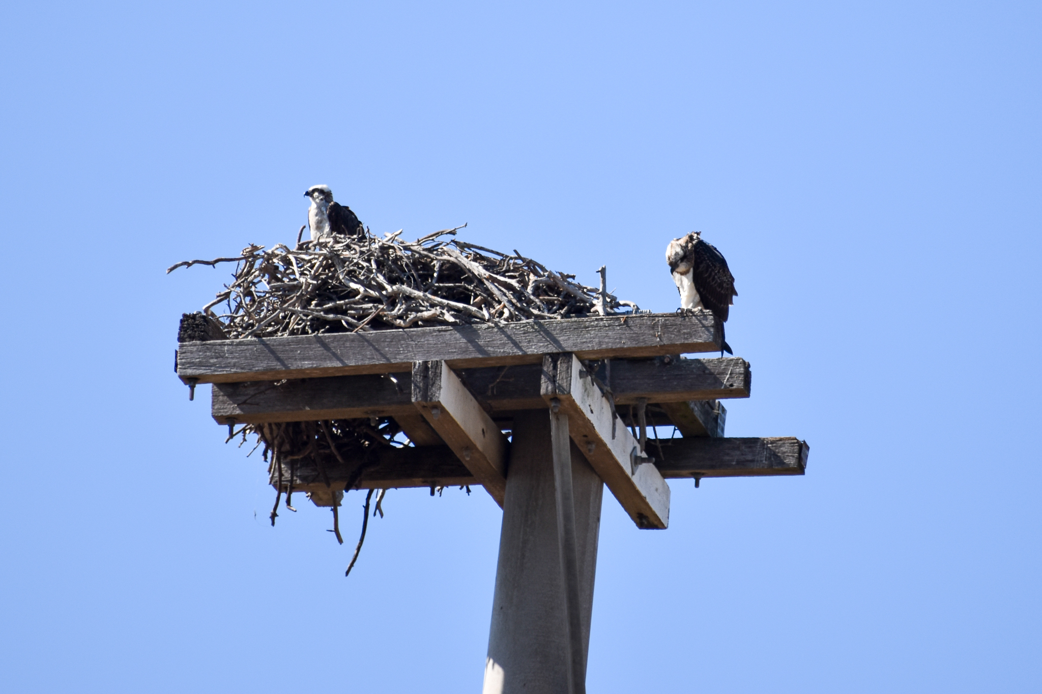 Osprey Nest