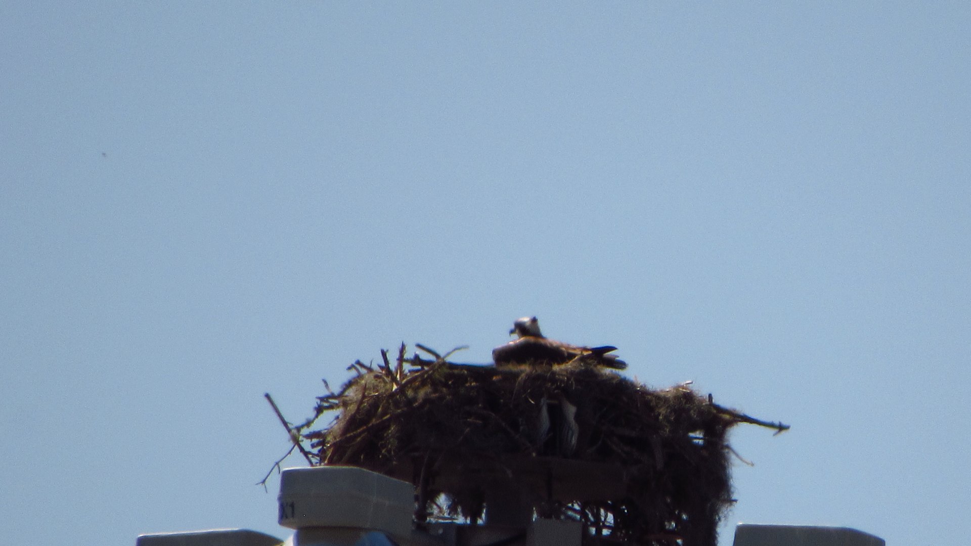 Osprey On Nest