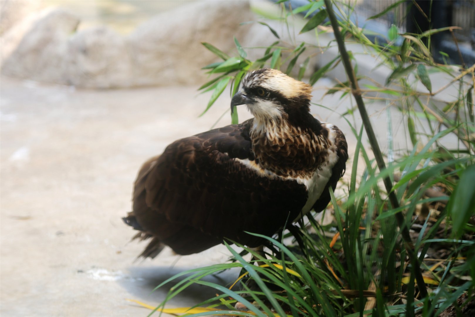 Osprey (Pandion haliaetus), June 2015