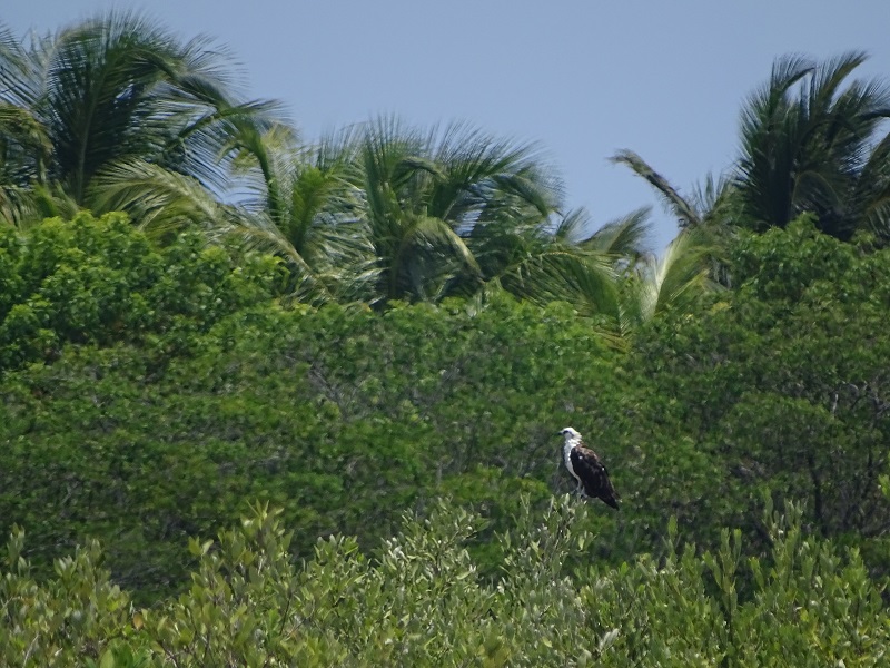 Osprey (Pandion haliaetus ridgwayi)