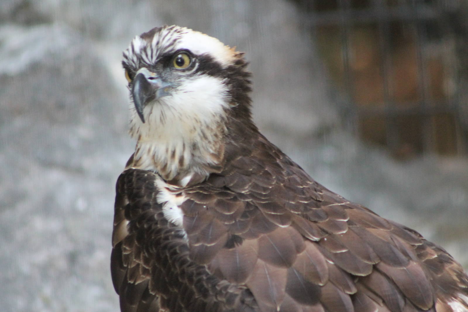 osprey (Pandion haliaetus)
