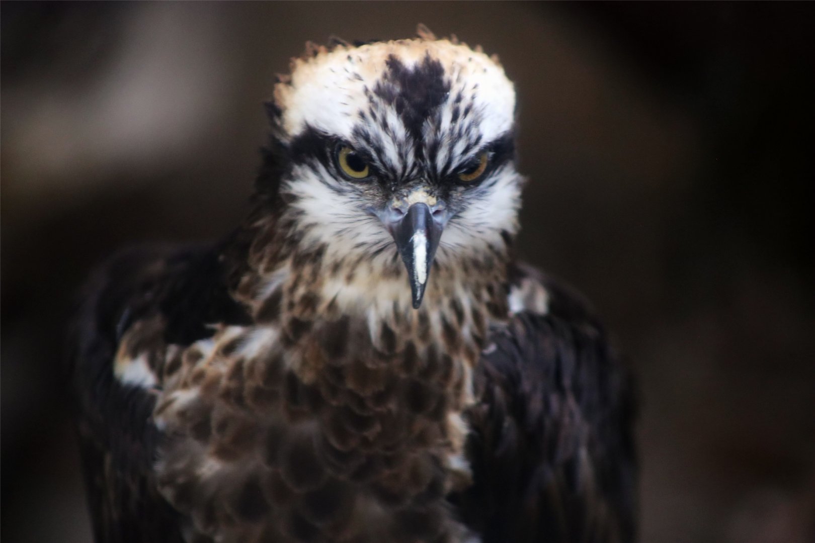 Osprey (Pandion haliaetus)