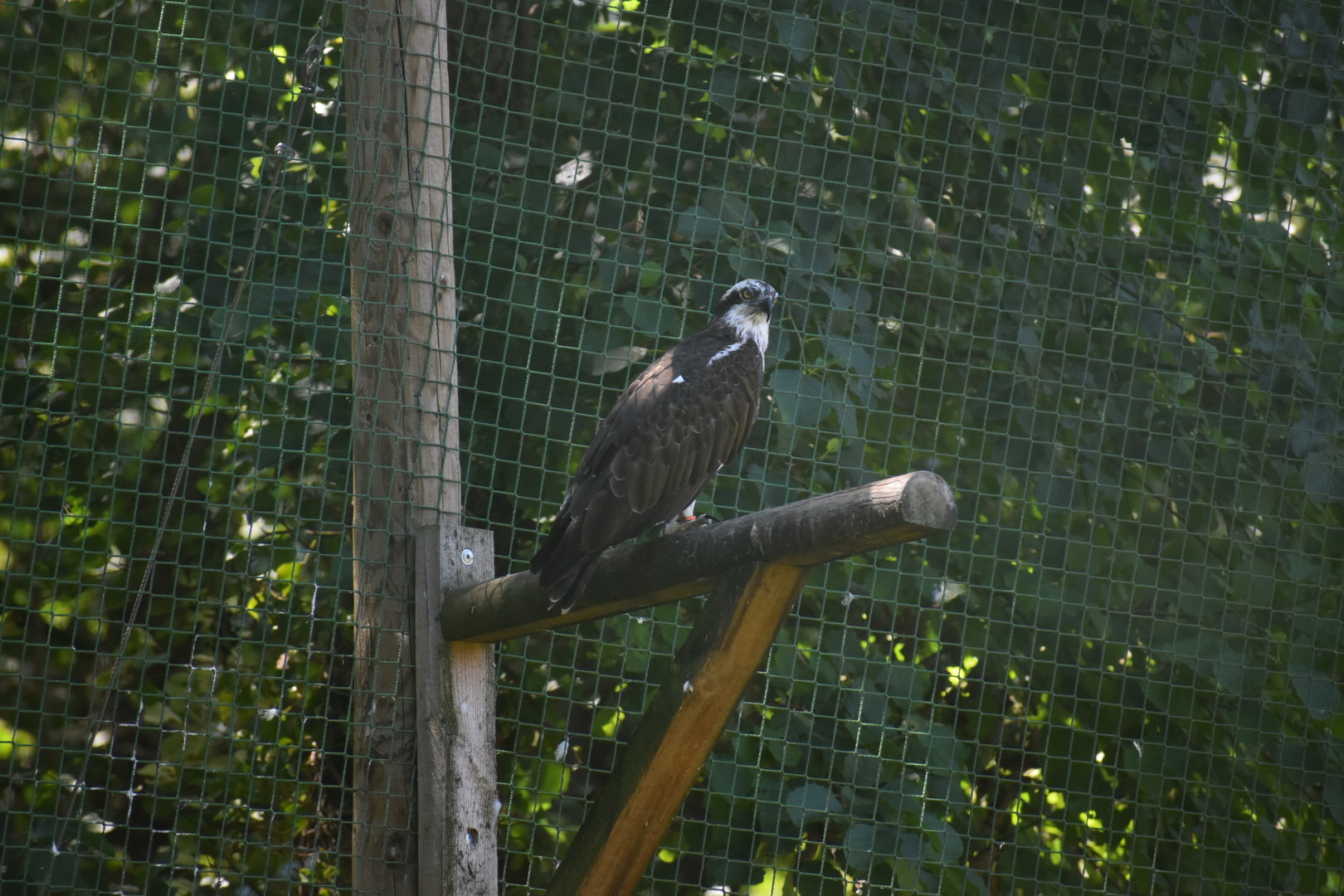 Osprey - Pandion haliaetus