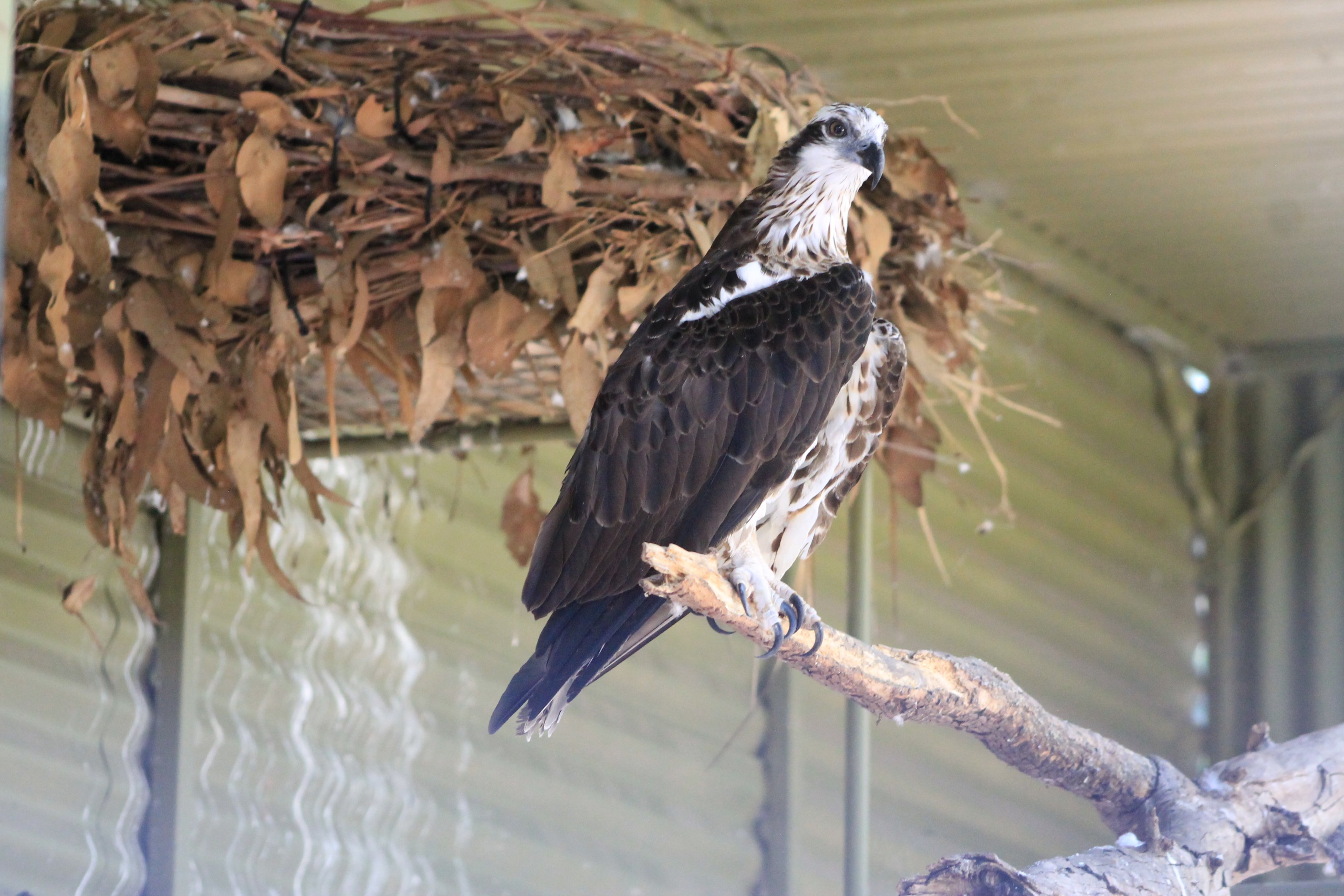 Osprey (Pandion haliaetus)