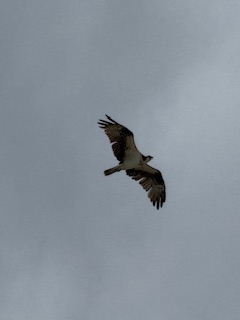 Osprey (Pandion haliaetus)