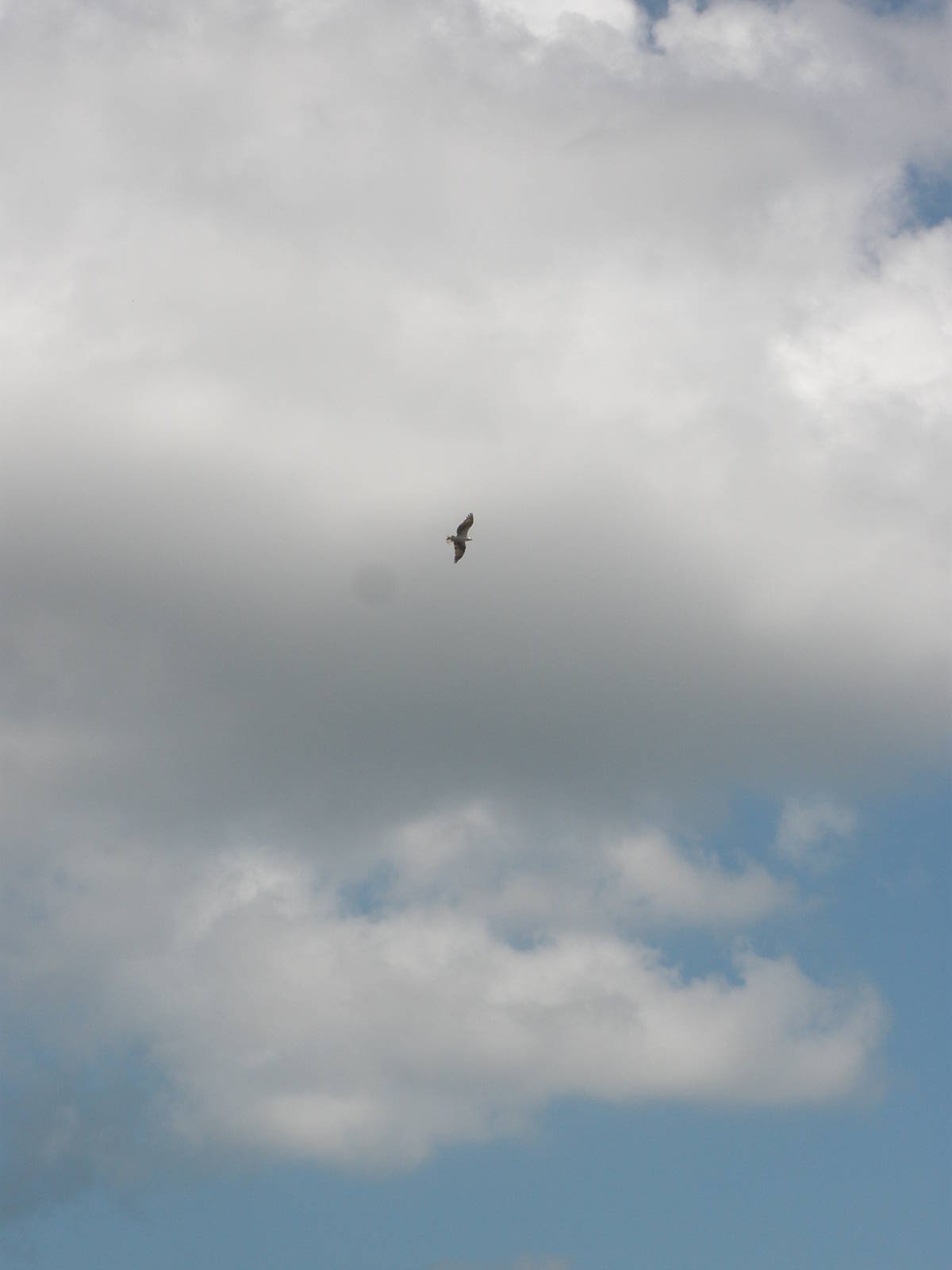 Osprey, Sanibel Island FL 2012