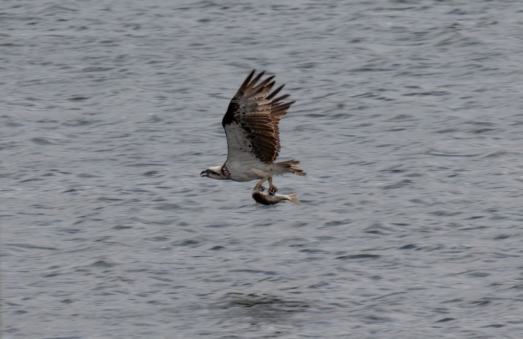 Osprey with dinner