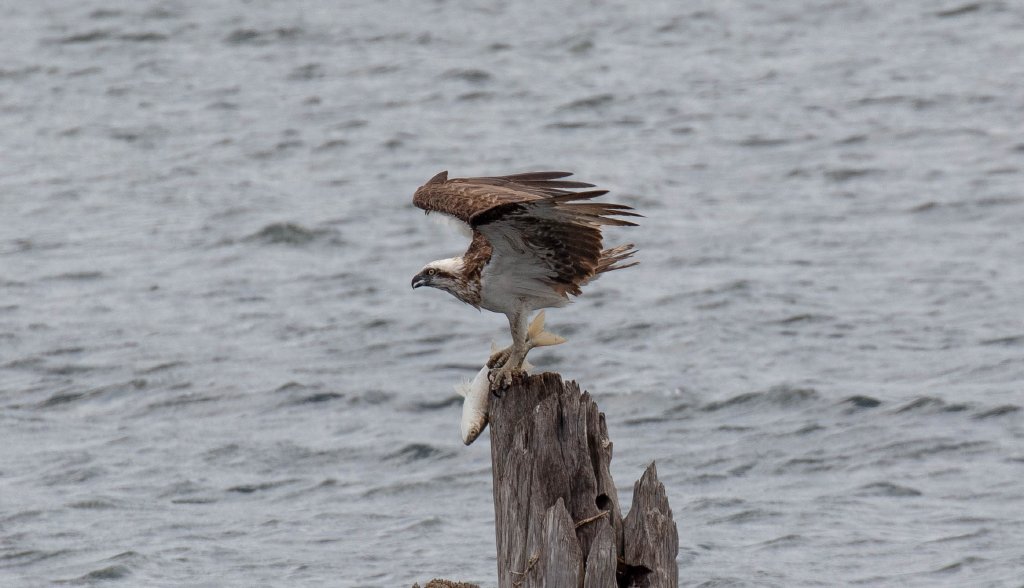 Osprey with dinner