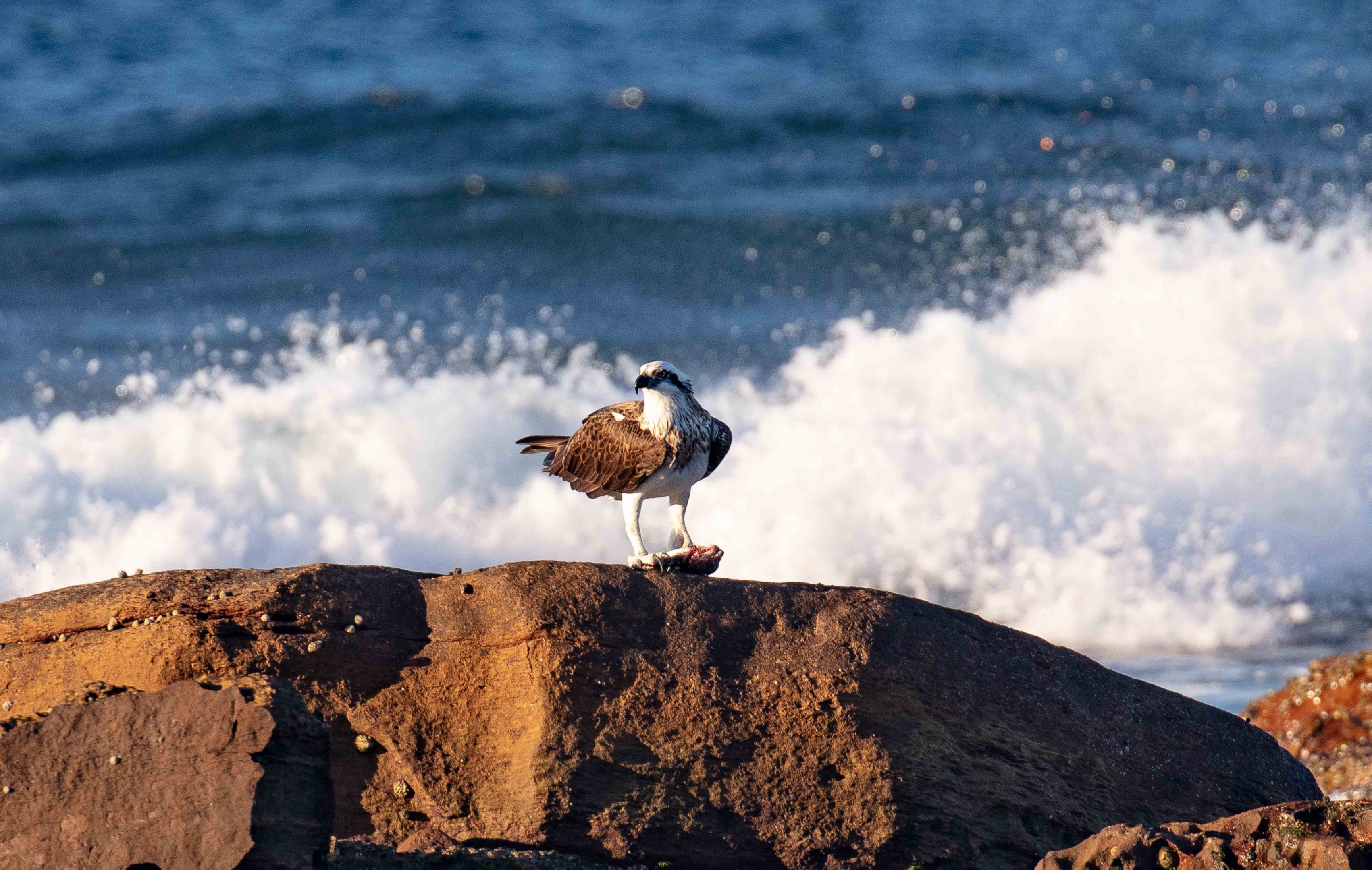 Osprey with dinner