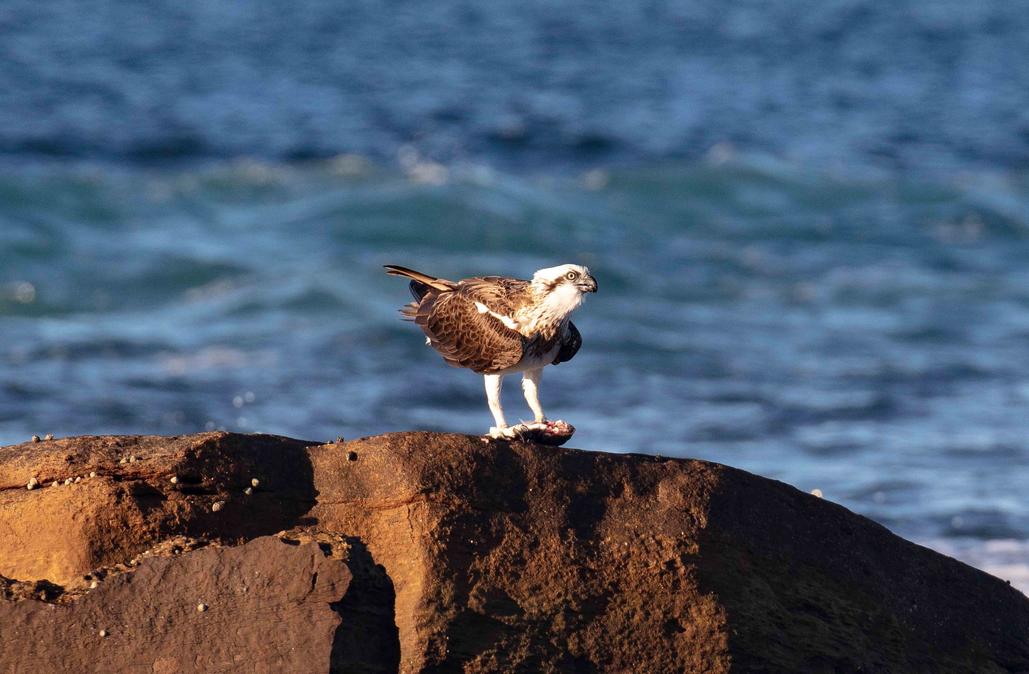 Osprey with dinner