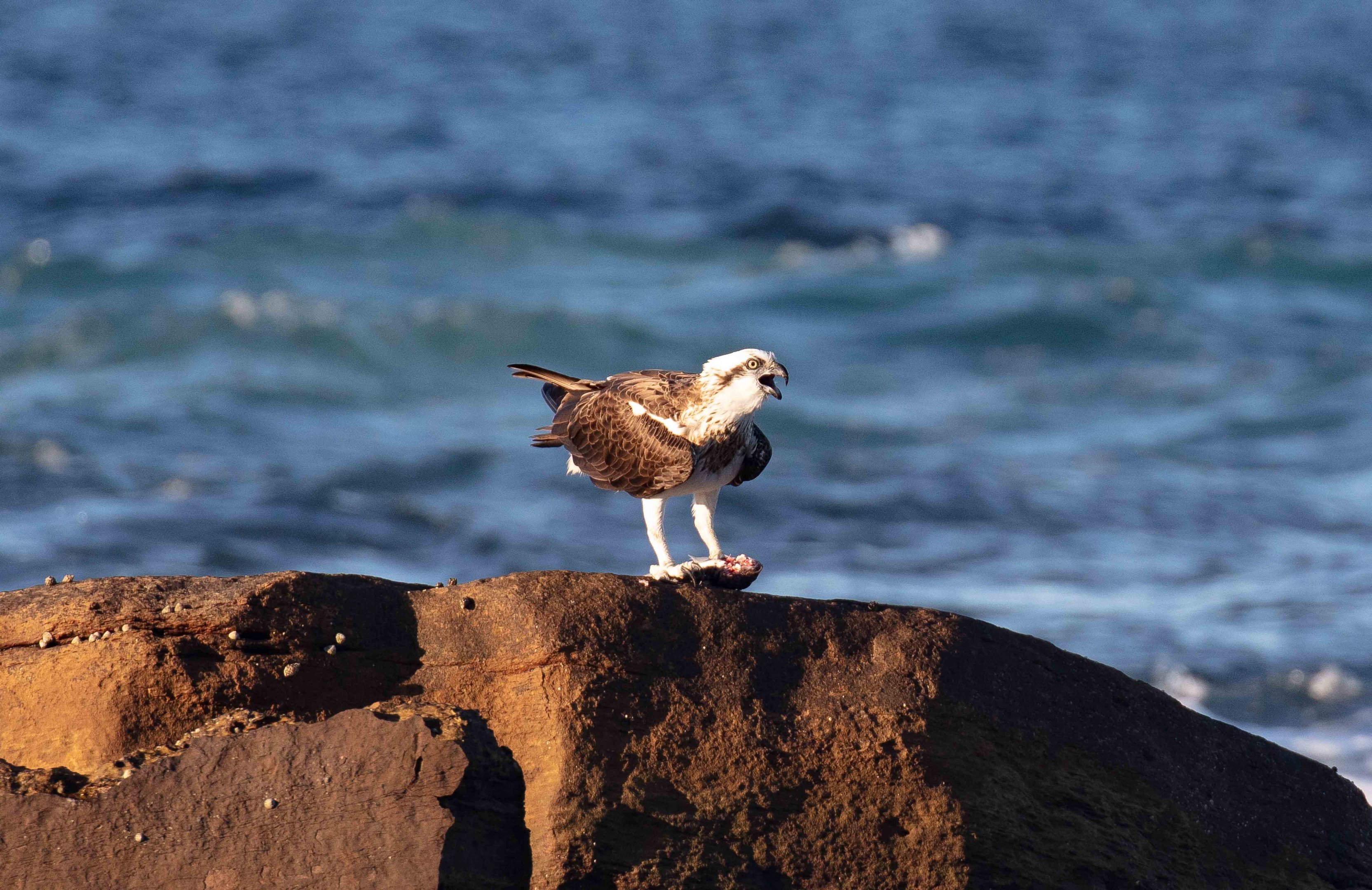 Osprey with dinner
