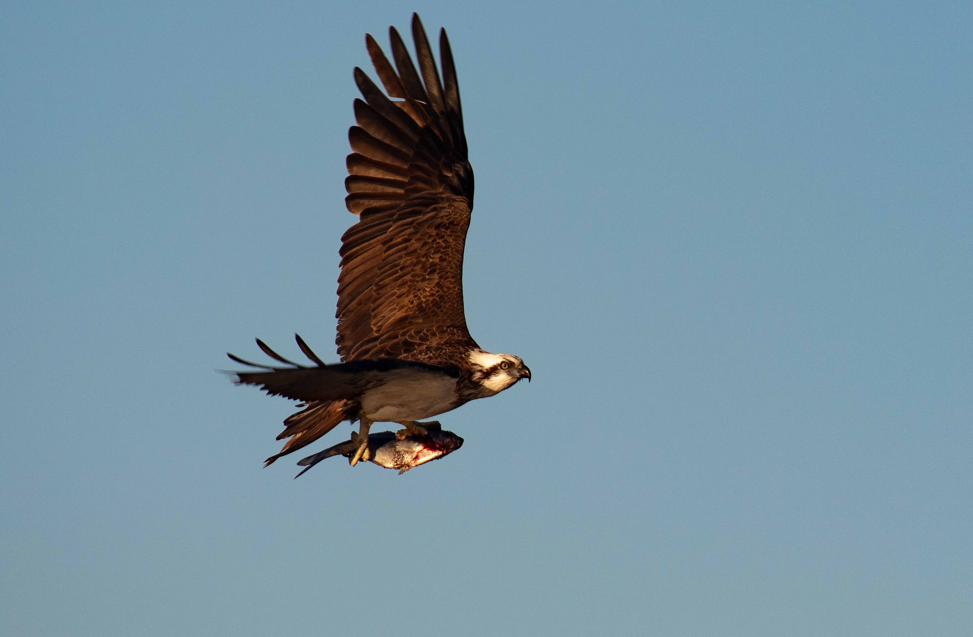 Osprey with dinner