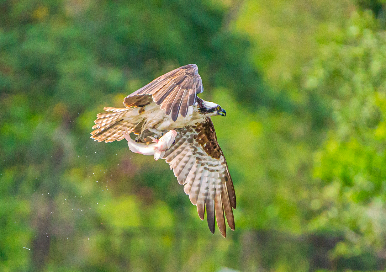 Osprey with its prey