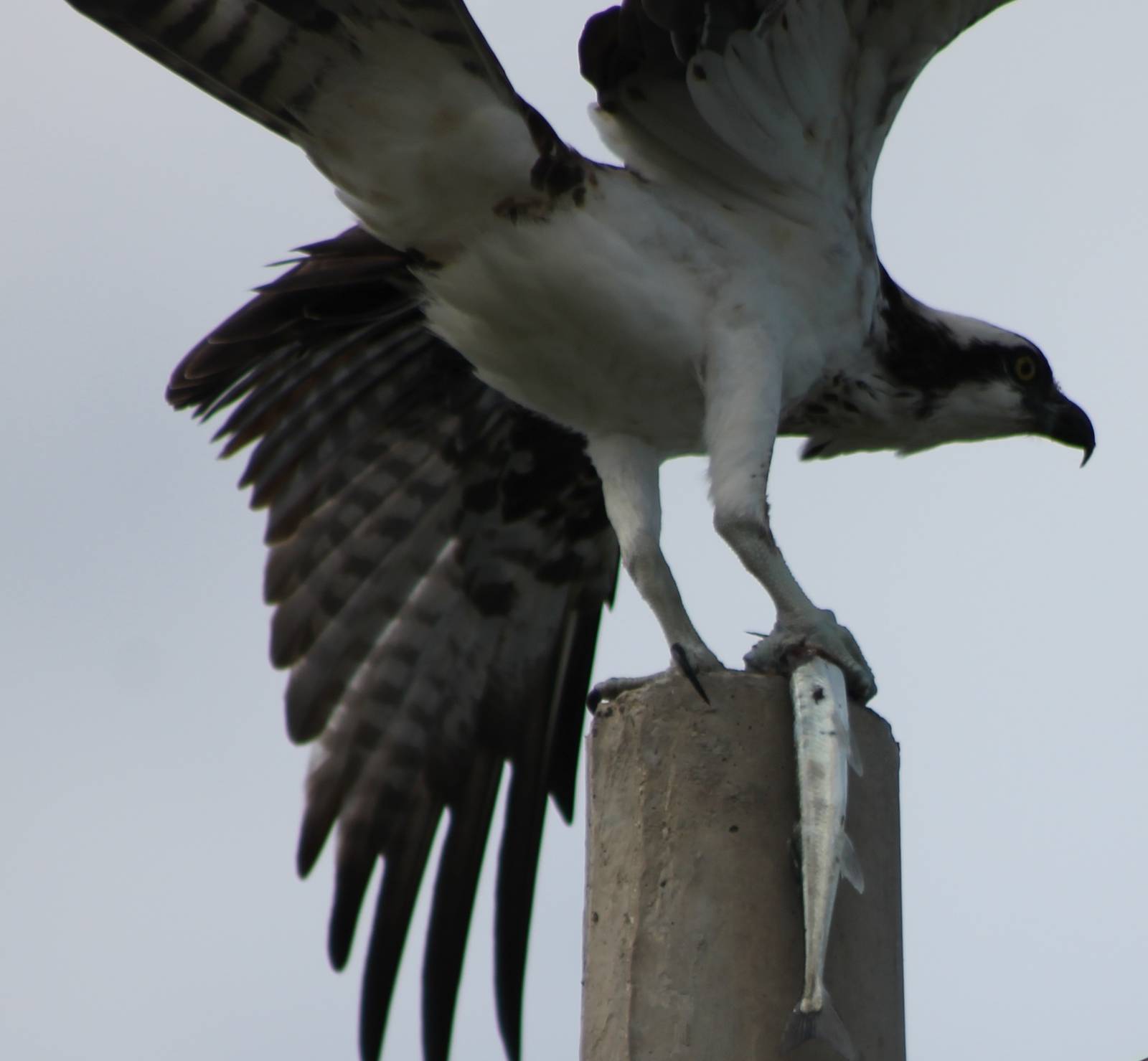 Osprey with prey
