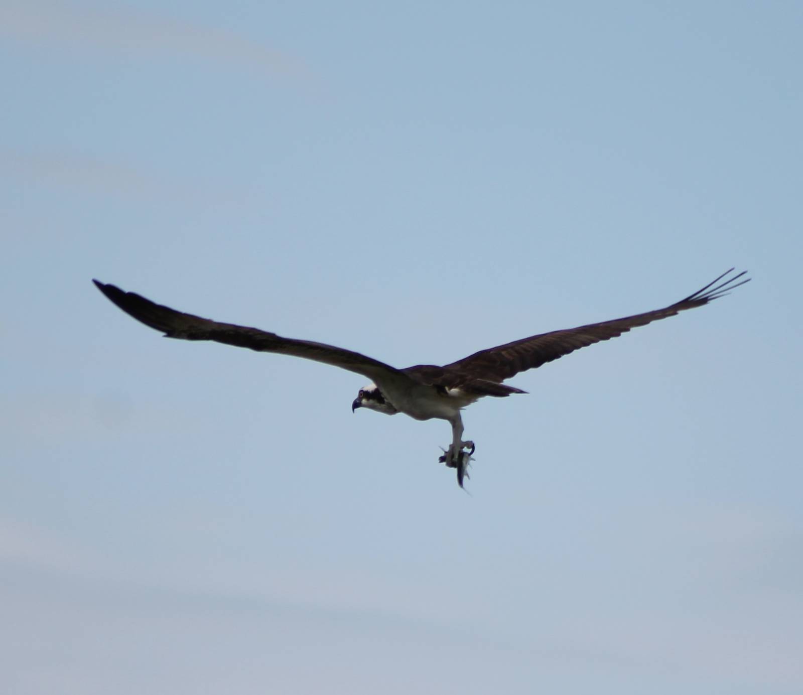 Osprey