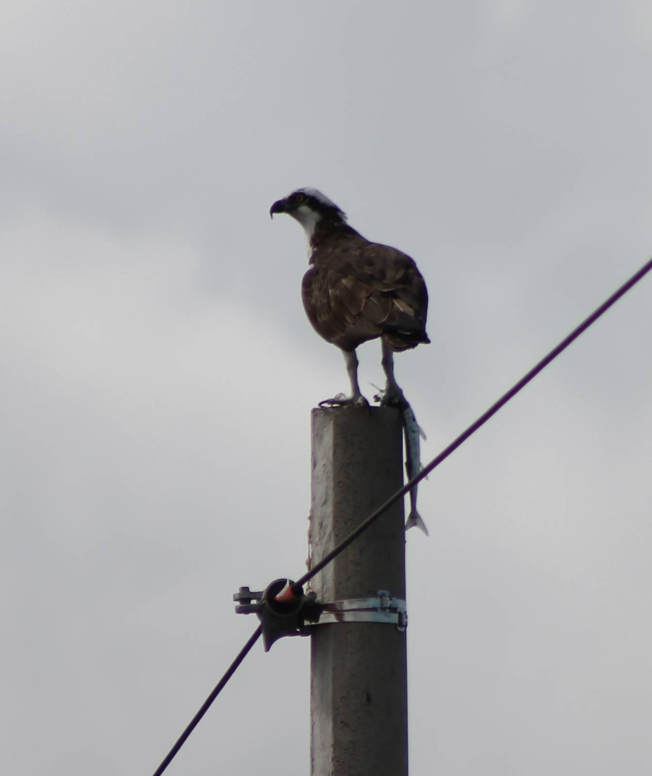 Osprey
