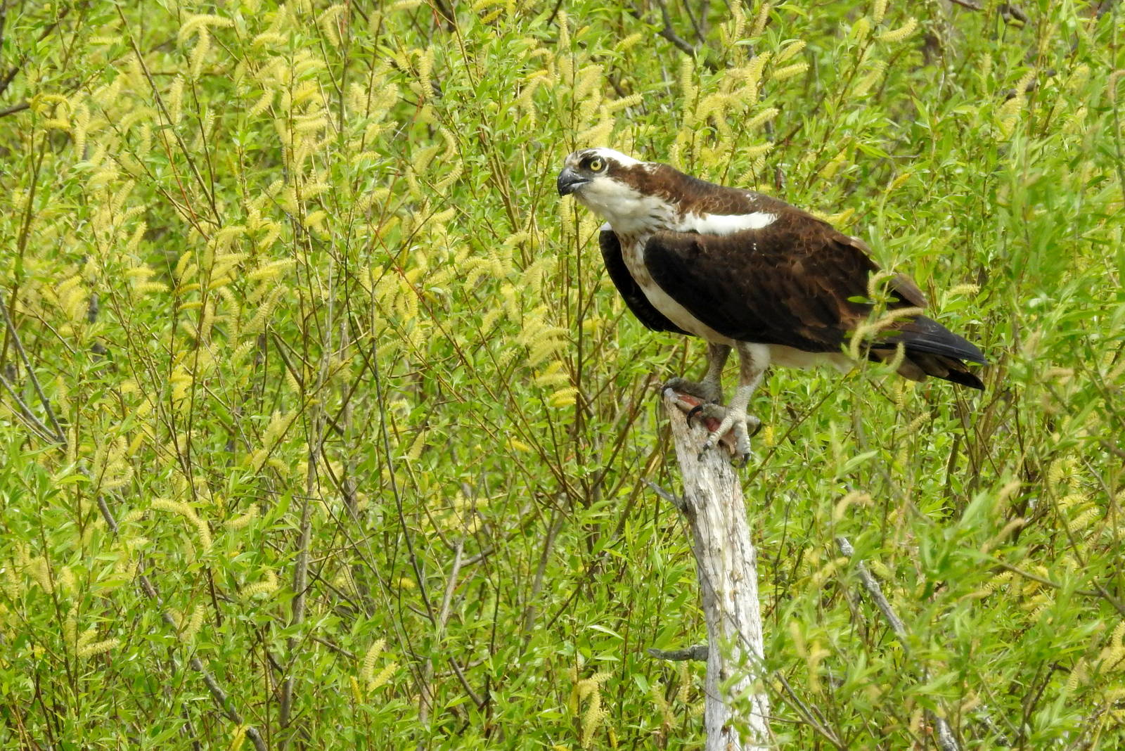 Osprey