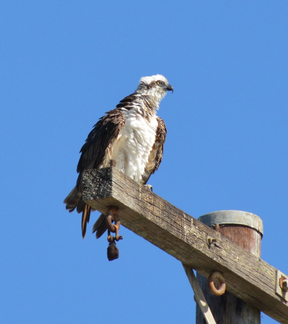 Osprey