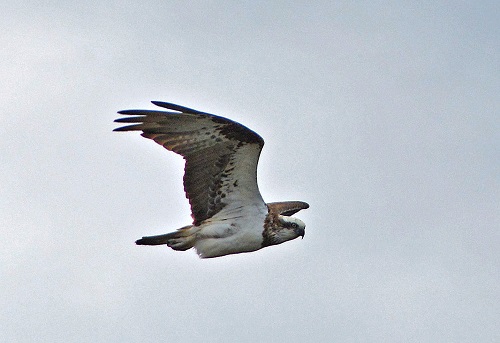 Osprey