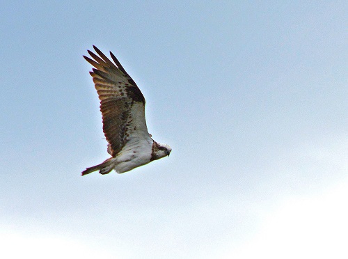 Osprey
