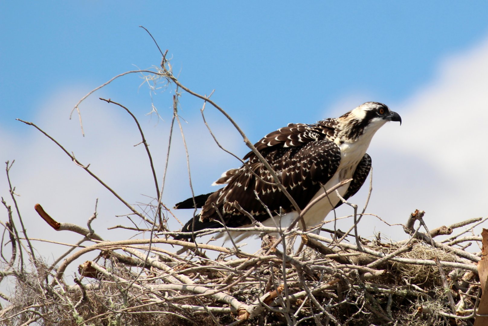 Osprey