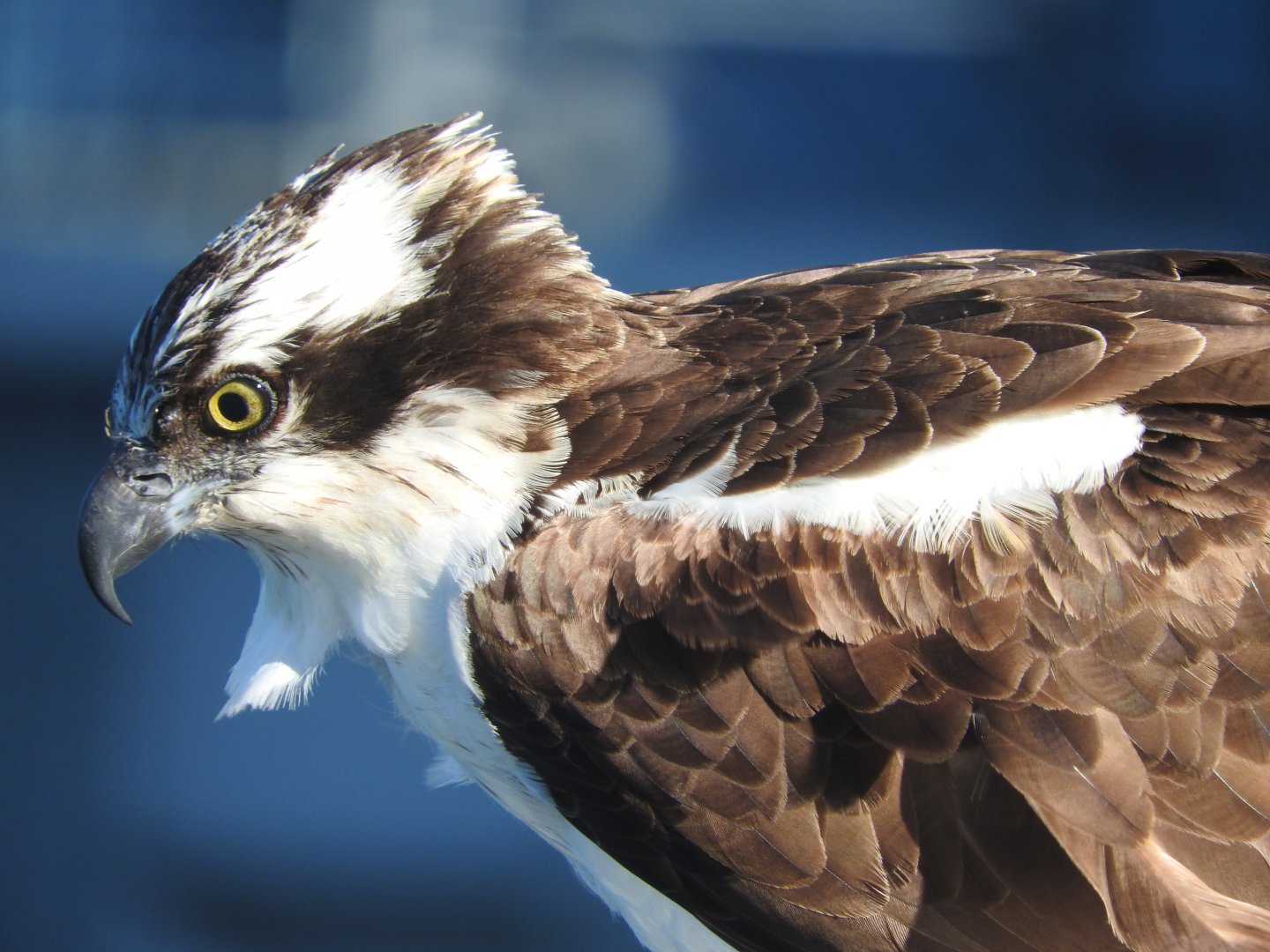 Osprey