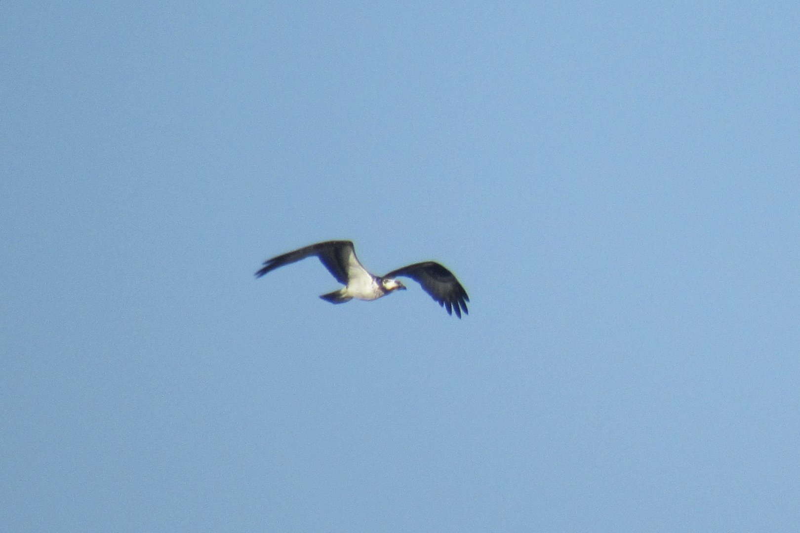 Osprey