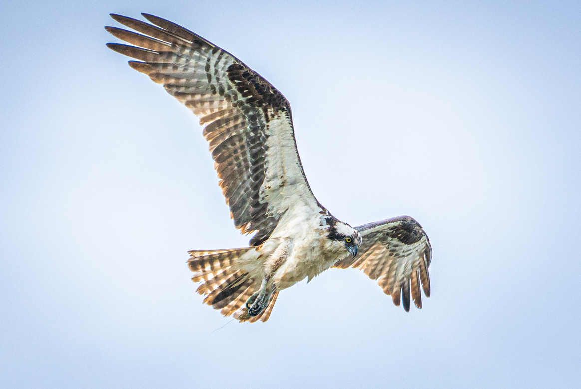 Osprey