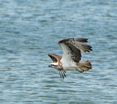 Osprey