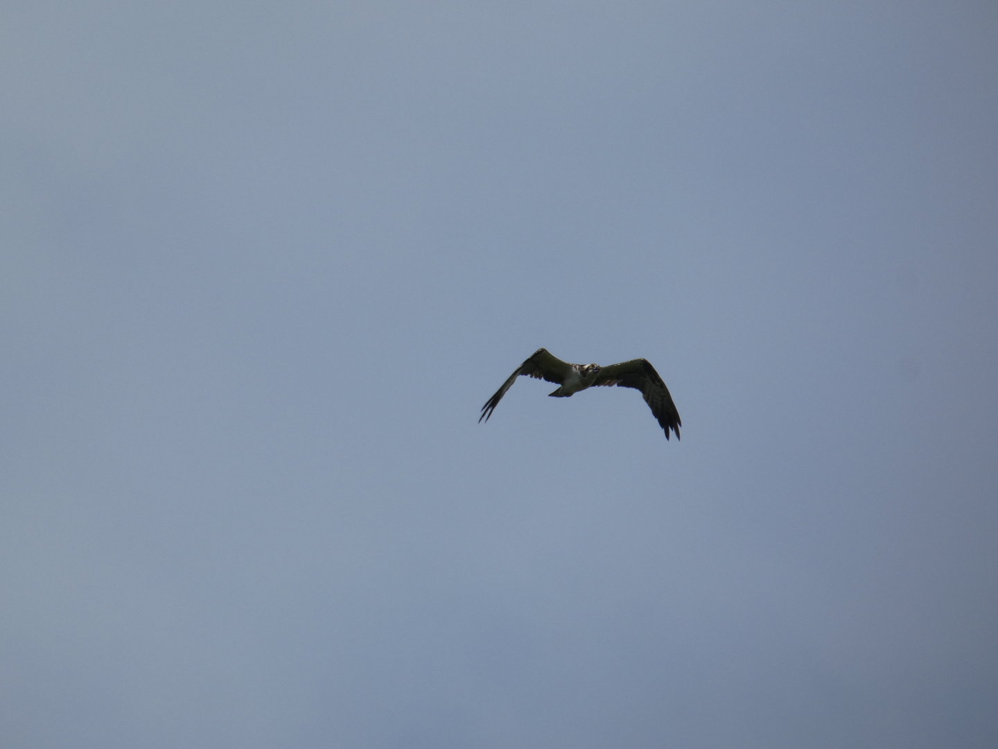 Osprey