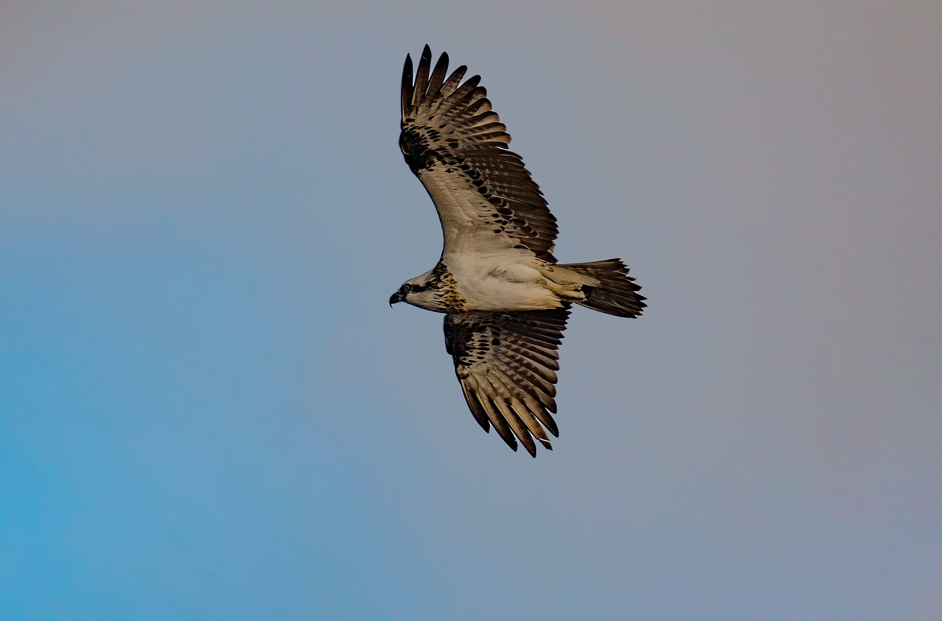 Osprey
